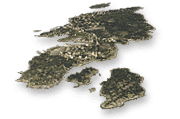 Vassøy